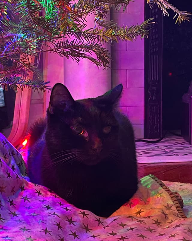 Gus the Cat
