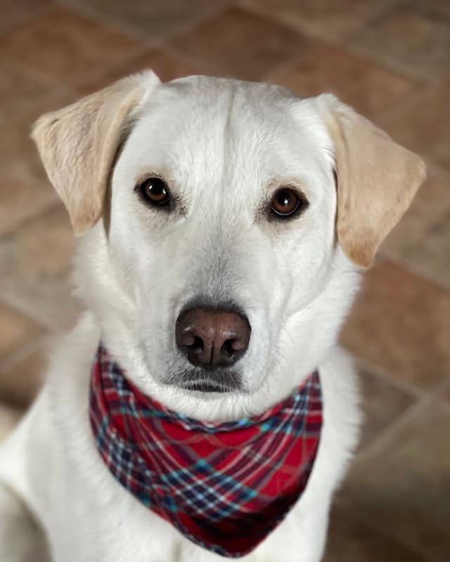 Hank the Dog
